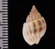 ヒメオリイレムシロ Nassarius nodiferfig.2