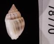 ヒメオリイレムシロ Nassarius nodiferfig.3