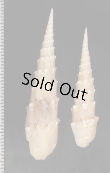 画像2: キバタケ (2)