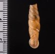 ホンペルーギセル Peruinia peruanafig.2