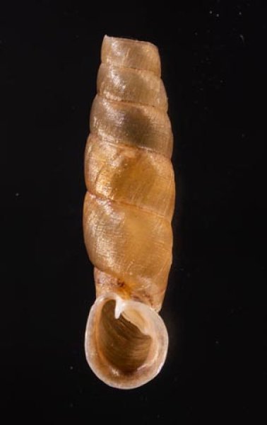 ホンペルーギセル Peruinia peruanafig.1