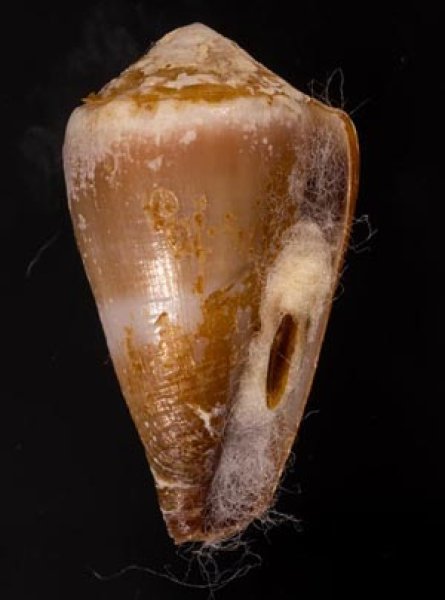 ニセイボシマイモ Conus sanguinolentusfig.1