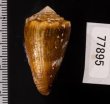 ニセイボシマイモ Conus sanguinolentusfig.2