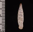 ペルーのキセルガイの仲間 Incaglaia adustafig.2
