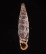 ペルーのキセルガイの仲間 Incaglaia adustafig.1