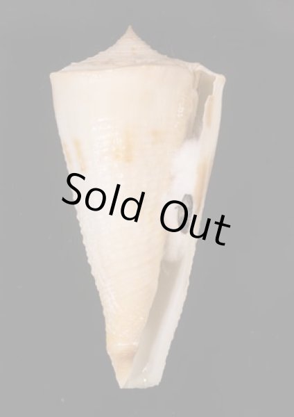 イトカケミナシ Conus tribbleifig.1