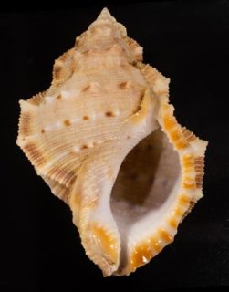 ゴウホラ貝 World Gastropods - 美貝 BIGAI