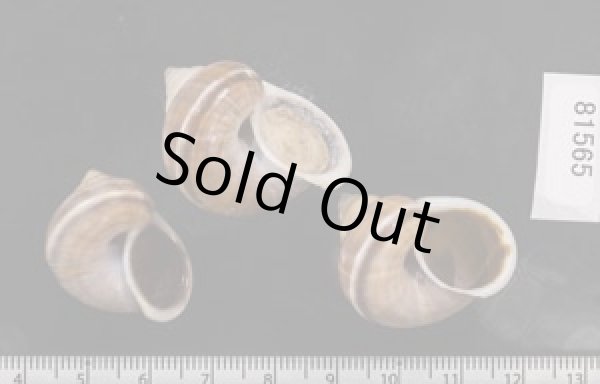 画像2: シロウネヒロクチヤマタマキビ  SALE! (2)