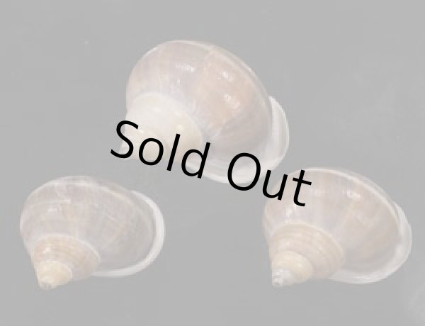 画像1: シロウネヒロクチヤマタマキビ  SALE! (1)