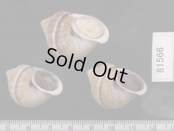 画像2: シロウネヒロクチヤマタマキビ  SALE! (2)