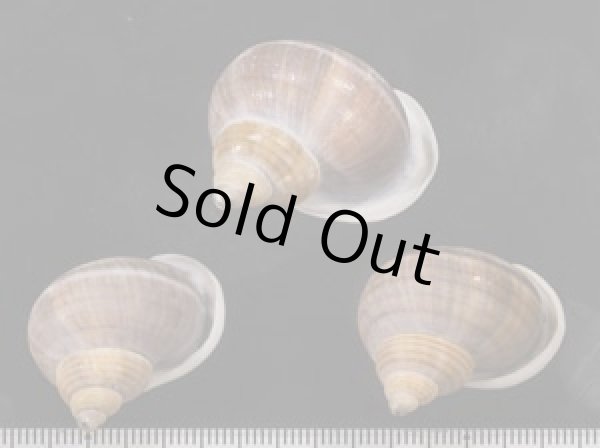 画像1: シロウネヒロクチヤマタマキビ  SALE! (1)