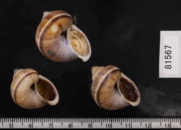 画像2: シロウネヒロクチヤマタマキビ  SALE! (2)