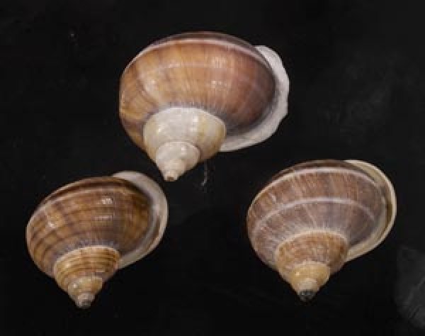 画像1: シロウネヒロクチヤマタマキビ  SALE! (1)