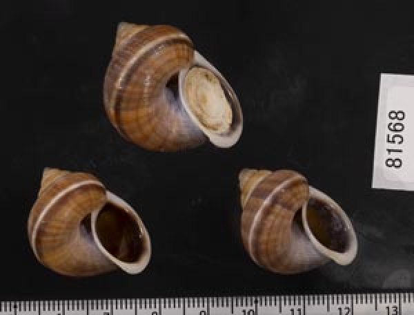 画像2: シロウネヒロクチヤマタマキビ  SALE! (2)