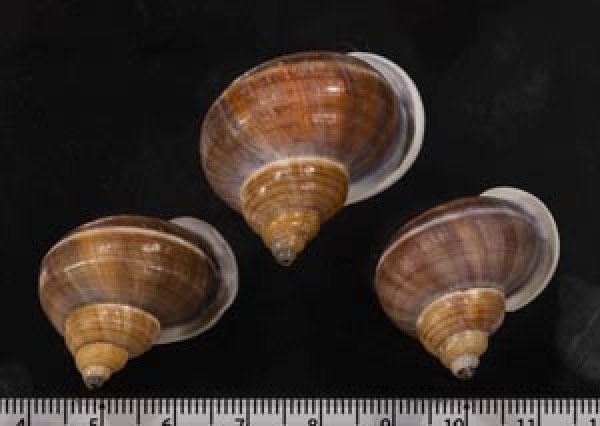 画像1: シロウネヒロクチヤマタマキビ  SALE! (1)