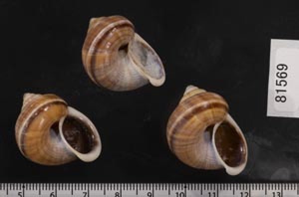 画像2: シロウネヒロクチヤマタマキビ  SALE! (2)