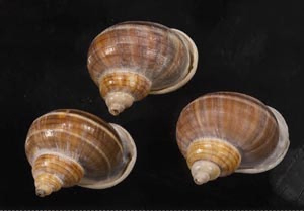 画像1: シロウネヒロクチヤマタマキビ  SALE! (1)