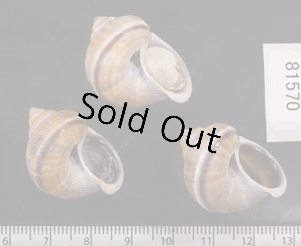 画像2: シロウネヒロクチヤマタマキビ  SALE! (2)