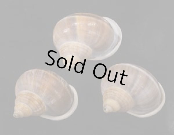 画像1: シロウネヒロクチヤマタマキビ  SALE! (1)