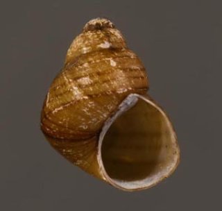 スマトラタニシのタイの亜種 Filopaludina sumatrensis polygrammafig.1