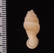 クビネジレギセル Grandinenia mirificafig.2