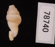 クビネジレギセル Grandinenia mirificafig.3