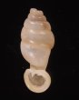クビネジレギセル Grandinenia mirificafig.1
