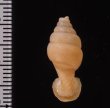 クビネジレギセル Grandinenia mirificafig.2