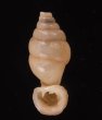 クビネジレギセル Grandinenia mirificafig.1