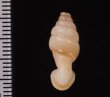 クビネジレギセル Grandinenia mirificafig.2