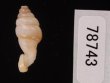 クビネジレギセル Grandinenia mirificafig.3