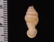 クビネジレギセル Grandinenia mirificafig.2