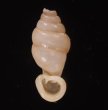 クビネジレギセル Grandinenia mirificafig.1