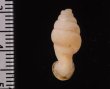 クビネジレギセル Grandinenia mirificafig.2