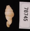 クビネジレギセル Grandinenia mirificafig.3