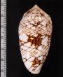 トアミタガヤサンミナシ Conus textile verriculafig.2