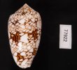 トアミタガヤサンミナシ Conus textile verriculafig.3