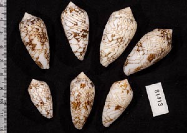 画像2: タガヤサンミナシ類  SALE! (2)