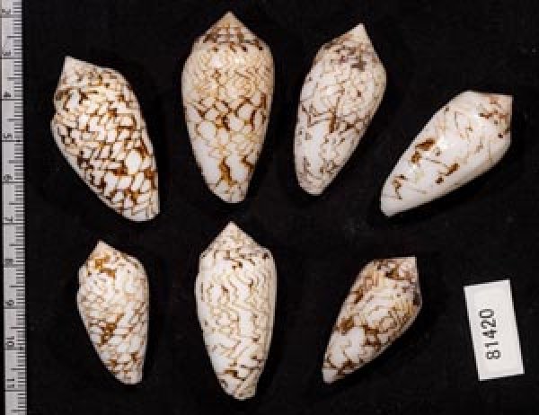 画像2: タガヤサンミナシ類  SALE! (2)