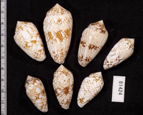 画像2: タガヤサンミナシ類  SALE! (2)