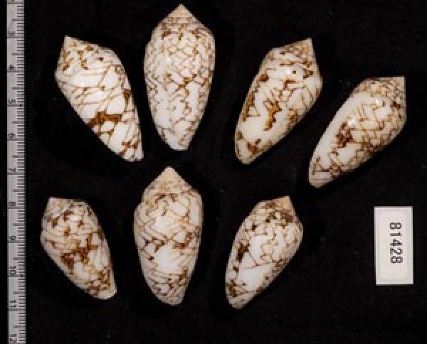 画像2: タガヤサンミナシ類  SALE! (2)