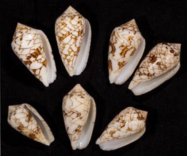 画像1: タガヤサンミナシ類  SALE! (1)