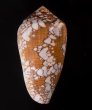 メルベレアジロイモ Conus pennaceus melbaefig.3