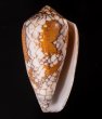 メルベレアジロイモ Conus pennaceus melbaefig.1