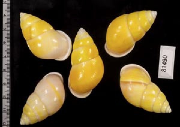 画像2: ソレムマレーマイマイ  SALE! (2)