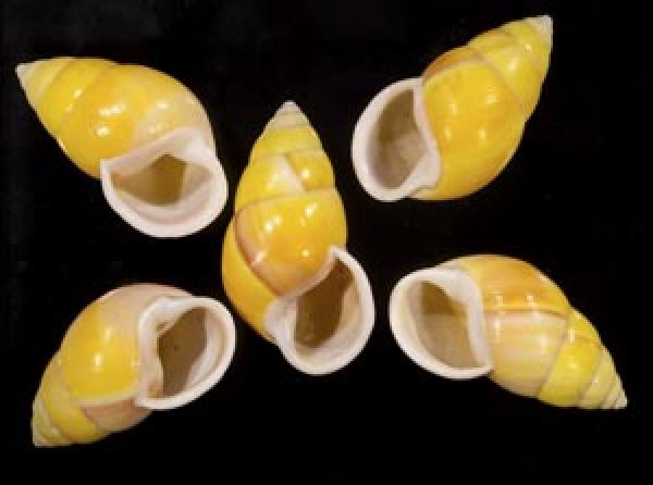 画像1: ソレムマレーマイマイ  SALE! (1)