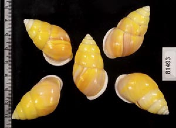 画像2: ソレムマレーマイマイ  SALE! (2)