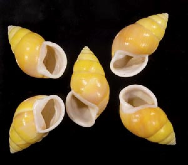 画像1: ソレムマレーマイマイ  SALE! (1)