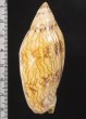 画像2: ニューマンニンギョウボラ (仮称) (2)