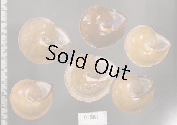 画像2: ヒメオニコマ SALE! (2)